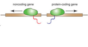 gene pairs