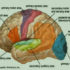 human neocortex